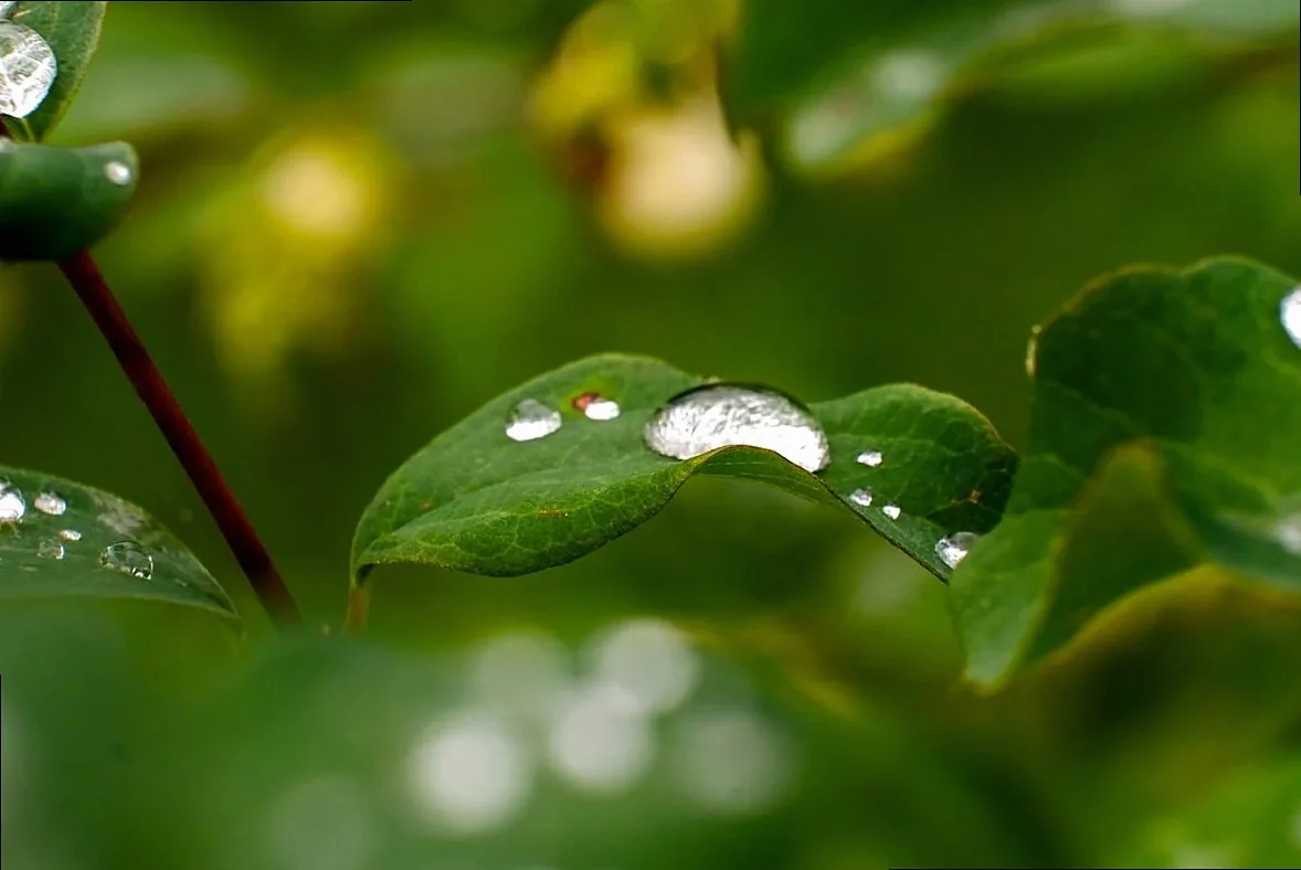 dew, drops, macro, snowberry, nature, shrub, leaves, green, closeness, details, dewy, fresh, natural, summer, softness, 